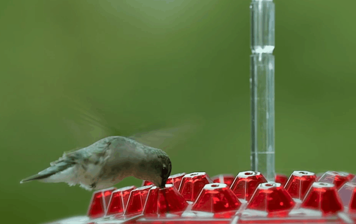 Hummingbird Feeder With Ant-Proof Hanging Perch For Outdoor Gardens