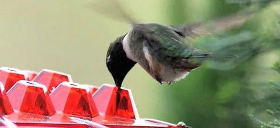 Hummingbird Feeder With Ant-Proof Hanging Perch For Outdoor Gardens