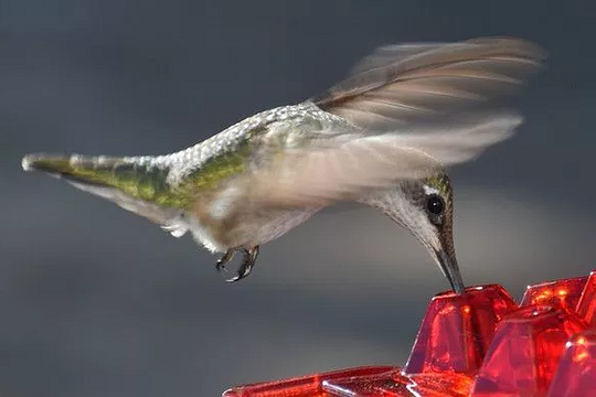 Hummingbird Feeder With Ant-Proof Hanging Perch For Outdoor Gardens