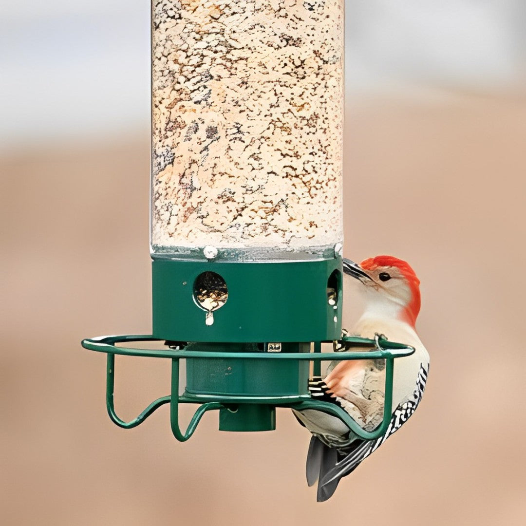 Bird Feeder Squirrel-Proof Metal Cage With Weight-Activated Perch