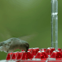 Hummingbird Feeder With Ant-Proof Hanging Perch For Outdoor Gardens