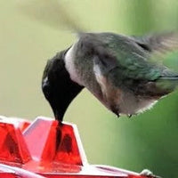 Hummingbird Feeder With Ant-Proof Hanging Perch For Outdoor Gardens
