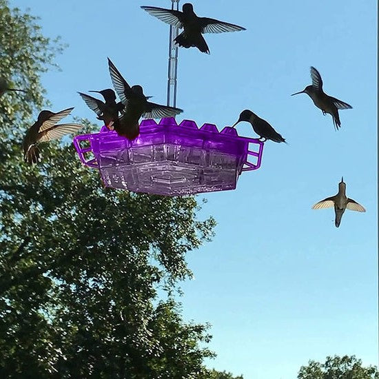 Hummingbird Feeder With Ant-Proof Hanging Perch For Outdoor Gardens