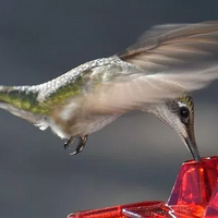 Hummingbird Feeder With Ant-Proof Hanging Perch For Outdoor Gardens