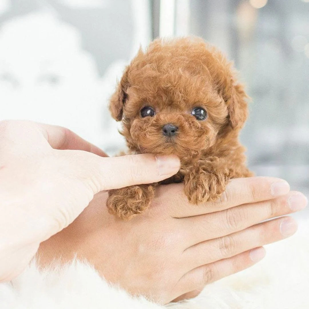 Robotic Puppy Lifelike Interactive Toy With Barking, Walking And Sensors
