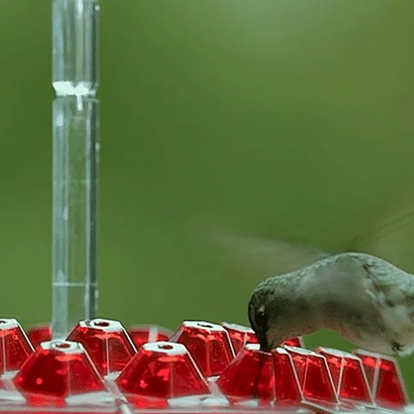 Hummingbird Feeder With Built-In Ant Moat And Easy-Clean Reservoir