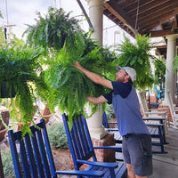 Artificial Boston Fern Plant UV Resistant Lifelike Outdoor Decor