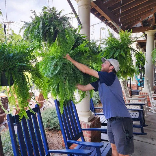 Artificial Boston Fern Plant UV Resistant Lifelike Outdoor Decor