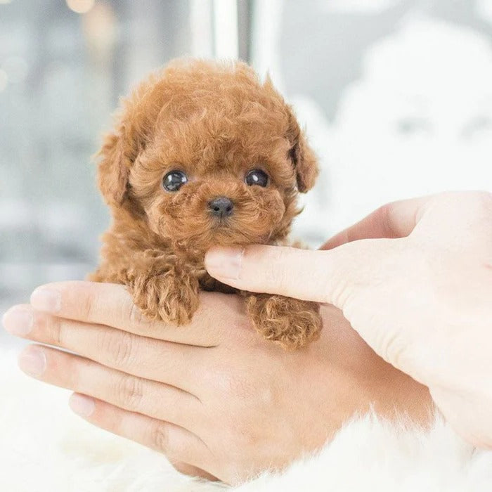 Interactive Robot Puppy Toy Realistic Electronic Puppy For Kids