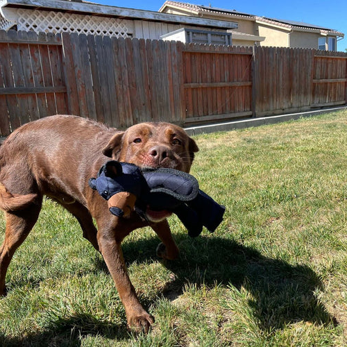 Dog Toys Indestructible And Interactive Bear-Shaped For Heavy Chewers