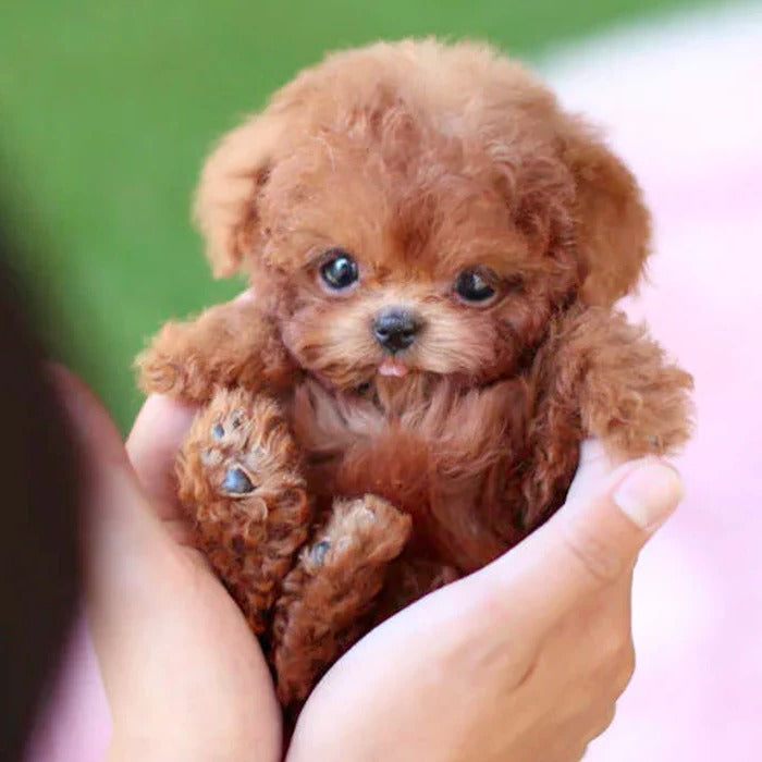 Interactive Robot Puppy Toy Realistic Electronic Puppy For Kids