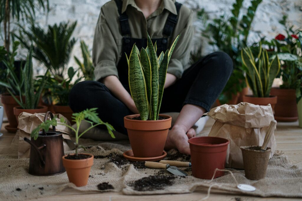 young man growing ginger in soil